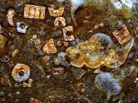 Baltic Seea limestone fossil-13